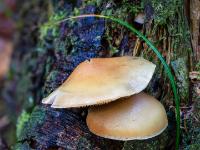 Halbrunder hellbrauner Pilz unter flacherem Pilz an Baumstamm